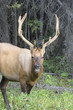 Bull elk in the woods