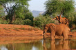 Eléphant