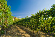 Vineyard rows in Piemonte, Italy