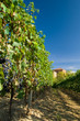 Vineyard rows in Piemonte, Italy