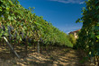 Vineyard rows