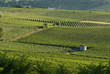 Beautiful Vineyard Landscape. Piemonte, Italy Beautiful Vineyard Landscape. Piemonte, Italy