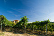 Vineyard rows in Piemonte, Italy