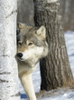 Gray wolf peering around tree in forest Gray wolf peering around tree in forest