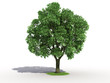3d rendering of an isolated elm tree 3d rendering of an isolated elm tree