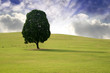 Foto: Solitary tree with birds in Spring Landscape with nice clouds Solitary tree with birds in Spring Landscape with nice clouds