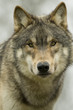 North American Wolf Portrait