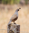 A male california quail perching on a post. A male california quail perching on a post.
