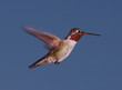 Anna's Hummingbird at Dusk Anna's Hummingbird at Dusk