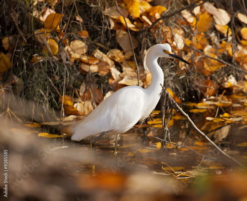 A Snowy Egret (Egretta thula) wading in a stream in Autumn. A Snowy Egret (Egretta thula) wading in a stream in Autumn.