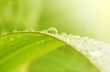Foto: Green grass with raindrops background Green grass with raindrops background