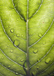 Quadro Close-up of basil leaf with rain drop