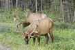 Bull elks grazing on a meadow