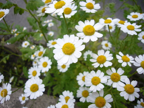Photo: Flowers Flowers