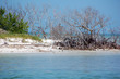 mangrove