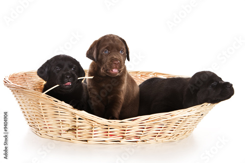 Labrador Retriever puppies on white Labrador Retriever puppies on white