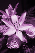 Lily in the light