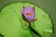 fleur de nénuphar et goutte en coeur à La Digue