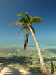 Palm and the calm before the storm