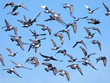 Vogelschwarm
