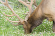 Bull elk grazing on a meadow