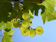 Grappe de raisins