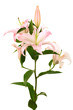 Beautiful pink lily on a white background Beautiful pink lily on a white background
