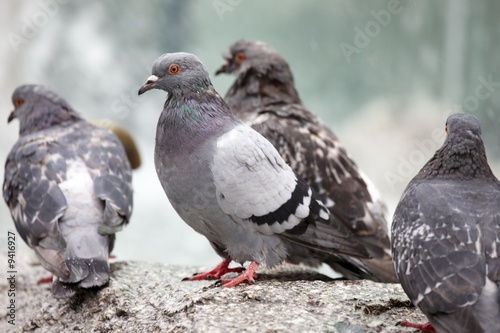 Pigeons Pigeons