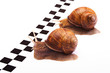 Snails racing Snails racing