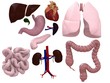 organ darstellung