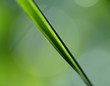 Grashalm_02