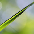 Grashalm_01