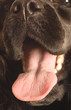 close up of a dog tongue