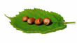 Photo : Noisettes 5 Noisettes 5