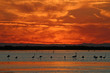 camargue