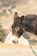 Donkey