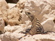 Iguane 2