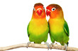 Pair of lovebirds agapornis-fischeri isolated on white