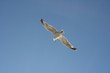 gaviota