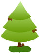 Mushrooms under Fir Tree
