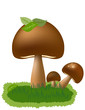 Edible Mushroom Illustration