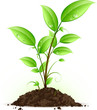 Jeune plante verte