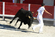 Course camarguaise