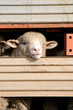 Livestock transport of sheep caged on a truck