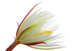 night-blooming cereus night-blooming cereus