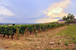 Panoramic view of a vineyard in Burgundy,