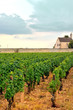 Panoramic view of a vineyard in Burgundy,