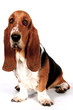 Basset Hound