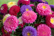 Bouquet of fresh asters different colors Bouquet of fresh asters different colors