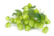 Hopfen - hop 06